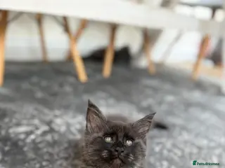 Maine Coon cats TICA Registered Black Smoke Maine Coons✨ - Advert 1