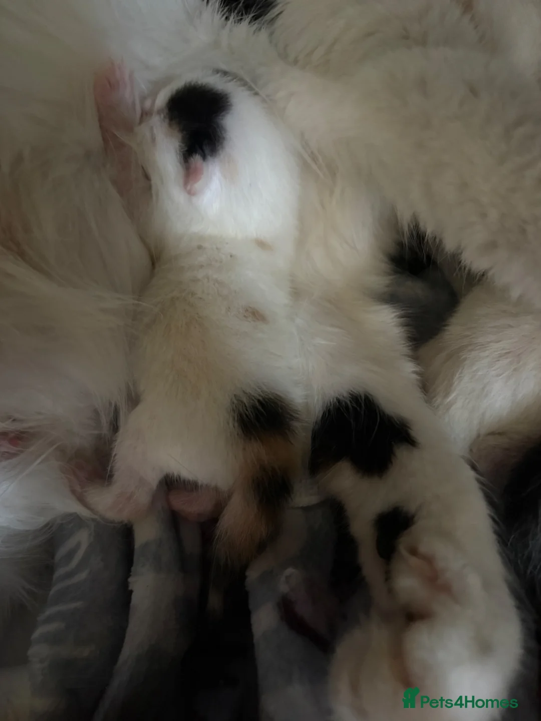Mixed Breed cats for sale: 🐱Adordable Turkish Van x Ragdoll Kittens🐱 - Advert 6