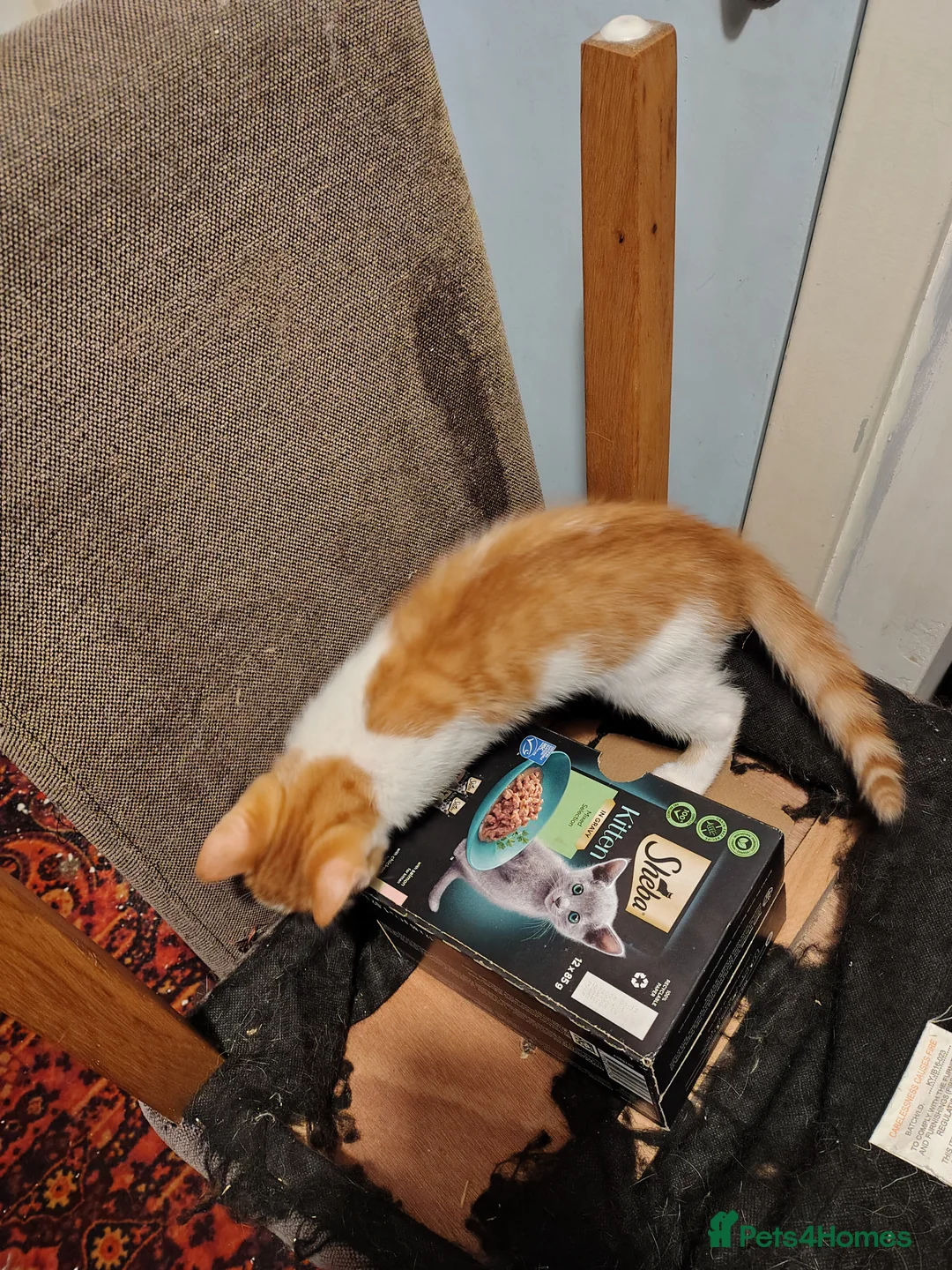 Mixed Breed cats for sale: 4 kittens available now - Advert 2