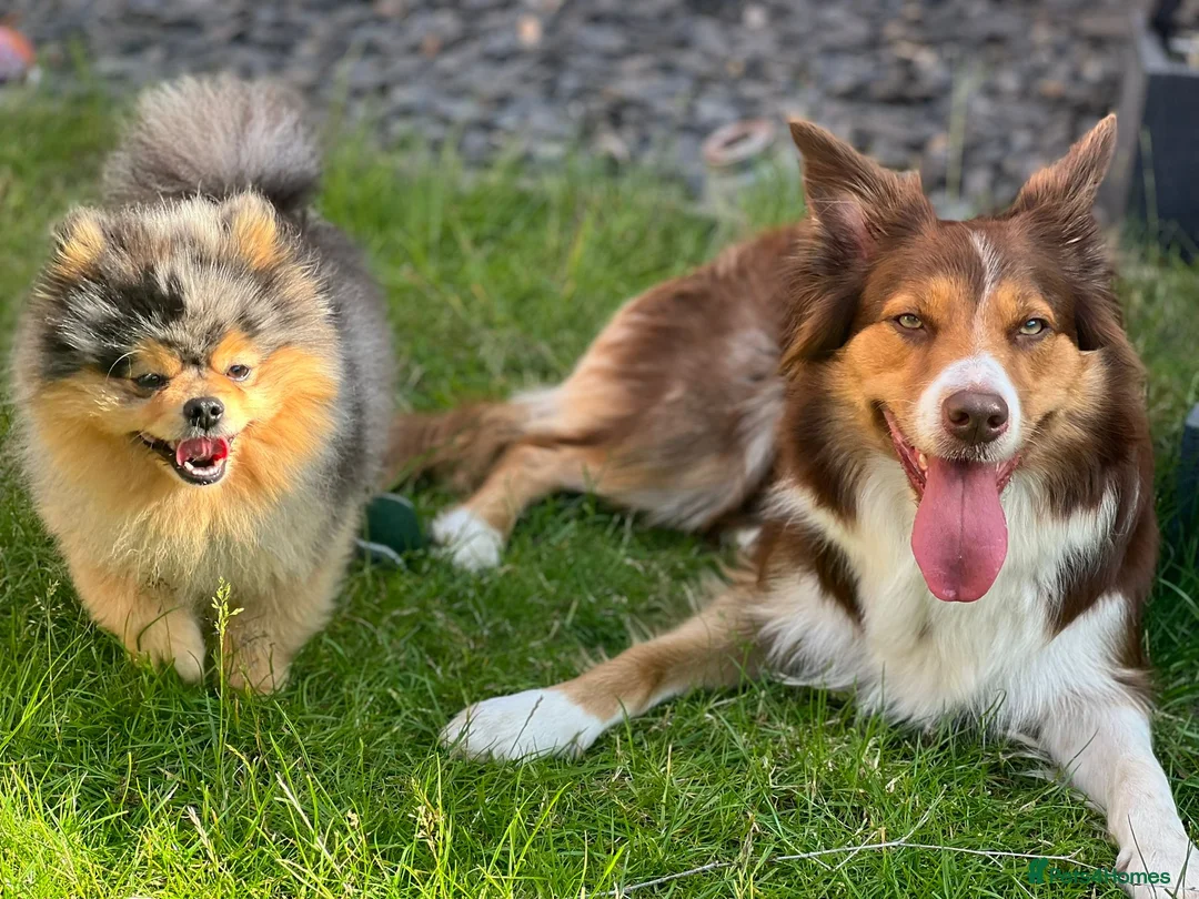 Pomeranian dogs for stud: Stunning Blue Merle Pomeranian Stud Available in Derby - Advert 3