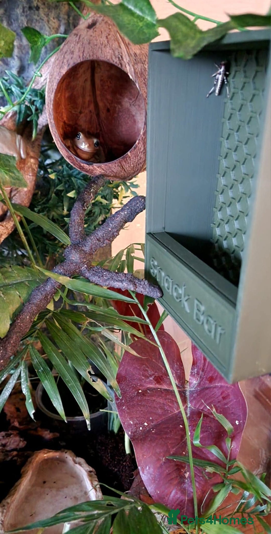 Frog reptiles for sale: Complete habitat with 2 adult White's tree frogs - Advert 7