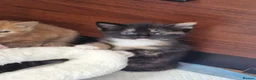 Mixed Breed cats for sale: Cute kitties are looking for a new home 🐈‍⬛ - Advert 19
