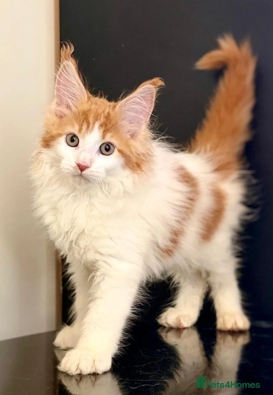 Maine Coon cats for sale: Beautiful maine coon kittens - Advert 2