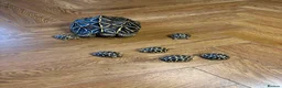 Tortoise reptiles for sale: Indian Star Tortoise Hatchlings - Advert 8