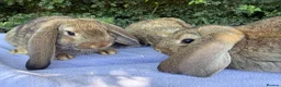 French Lop rabbits for sale: 8 week old French lops  - Advert 2