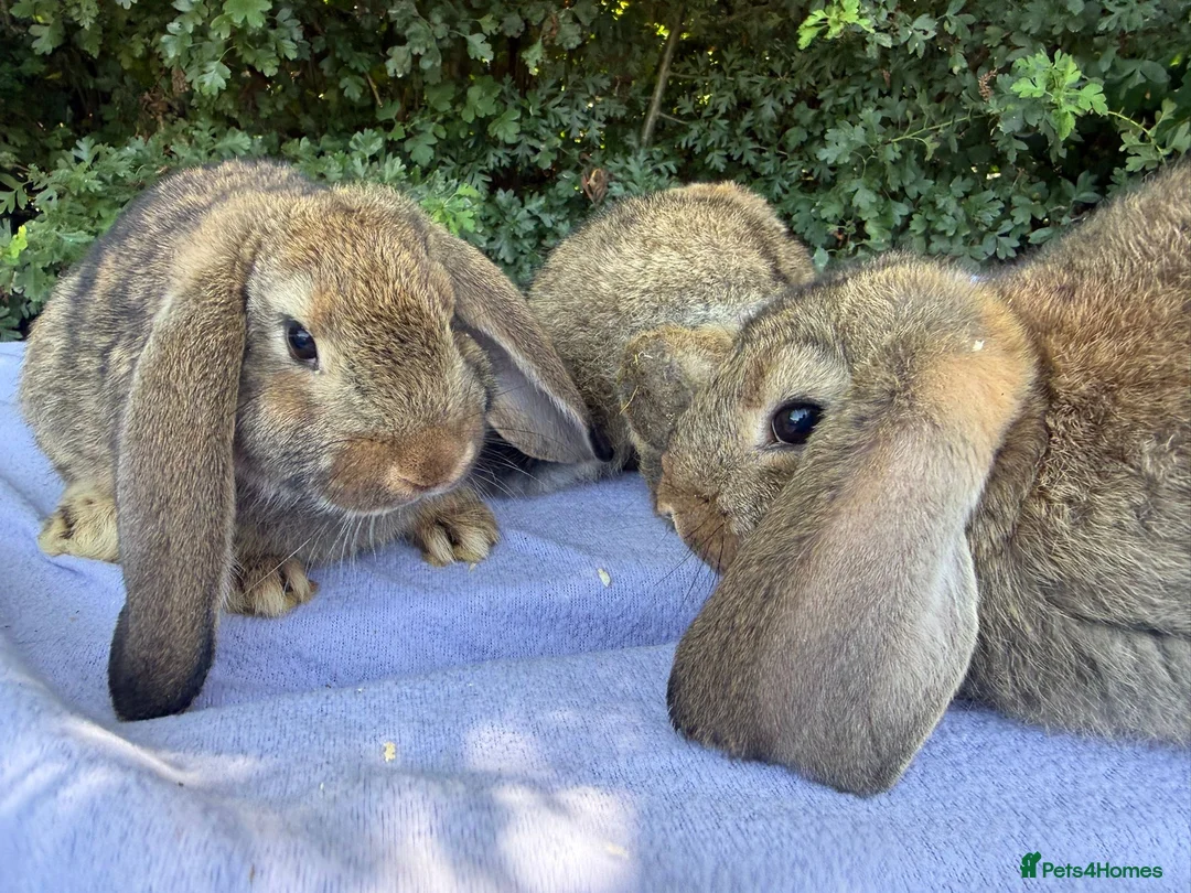 French Lop rabbits for sale: 8 week old French lops  - Advert 2