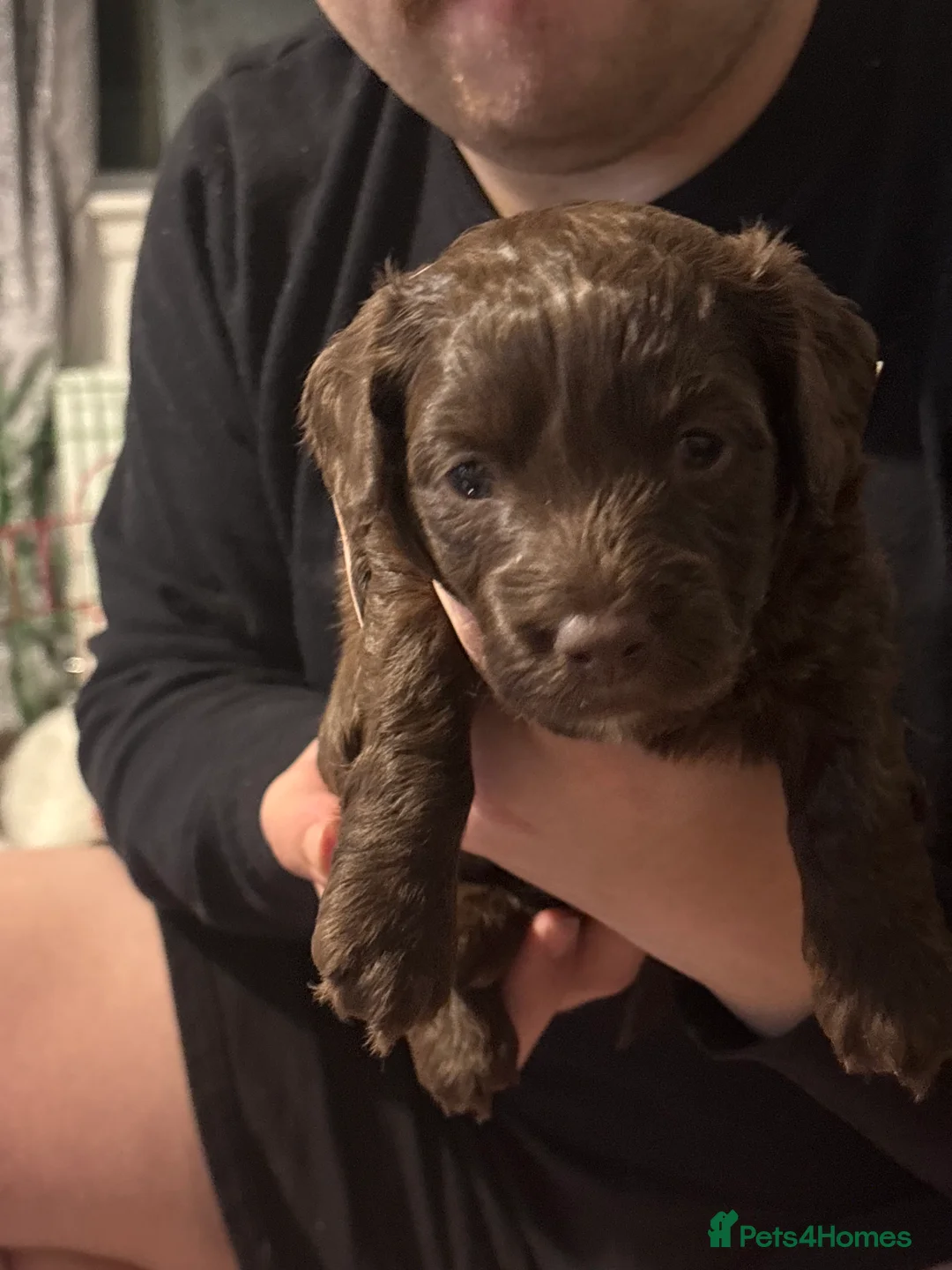 Mixed Breed dogs for sale: Dachshund Cross Pups £450 - Advert 4