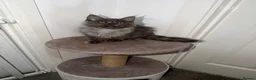 Maine Coon cats for sale: 1 left TICA Registered Maine Coon Kittens - Advert 2