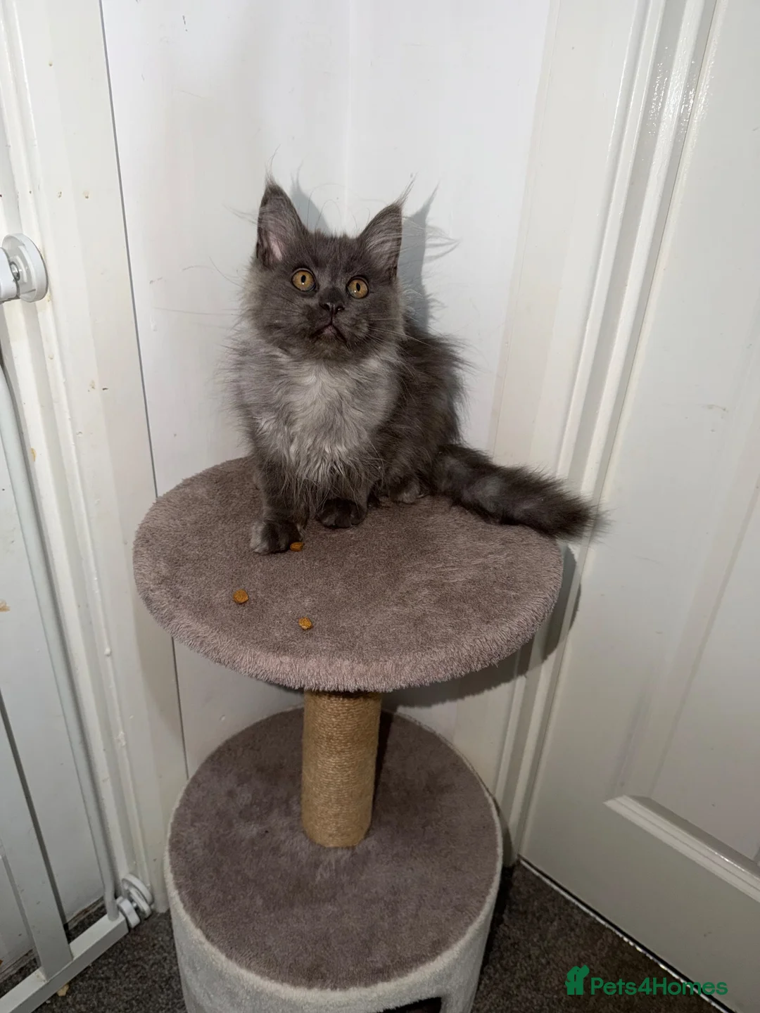 Maine Coon cats for sale: 1 left TICA Registered Maine Coon Kittens - Advert 2