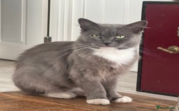 Ragdoll cats for sale: Ragdoll X  - Advert 12