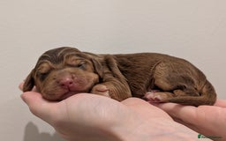 Cocker Spaniel dogs for sale: Kc Reg - Working Cocker Spaniel Puppies DNA Tested - Advert 18