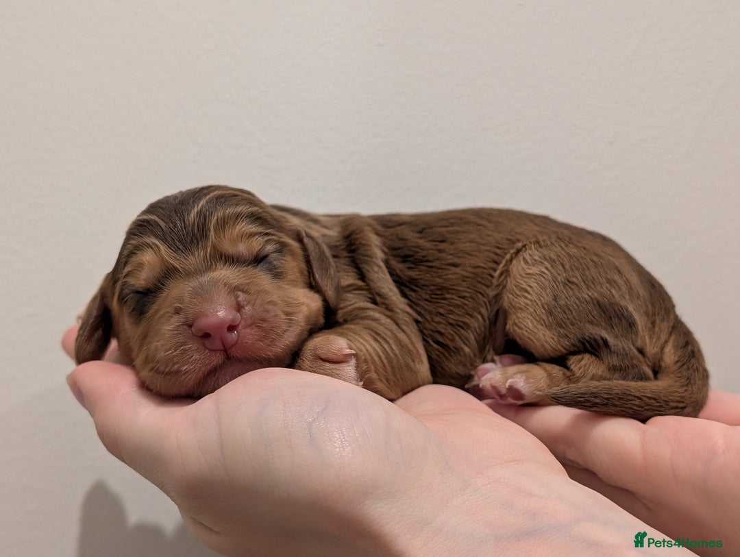 Cocker Spaniel dogs for sale: Kc Reg - Working Cocker Spaniel Puppies DNA Tested - Advert 18