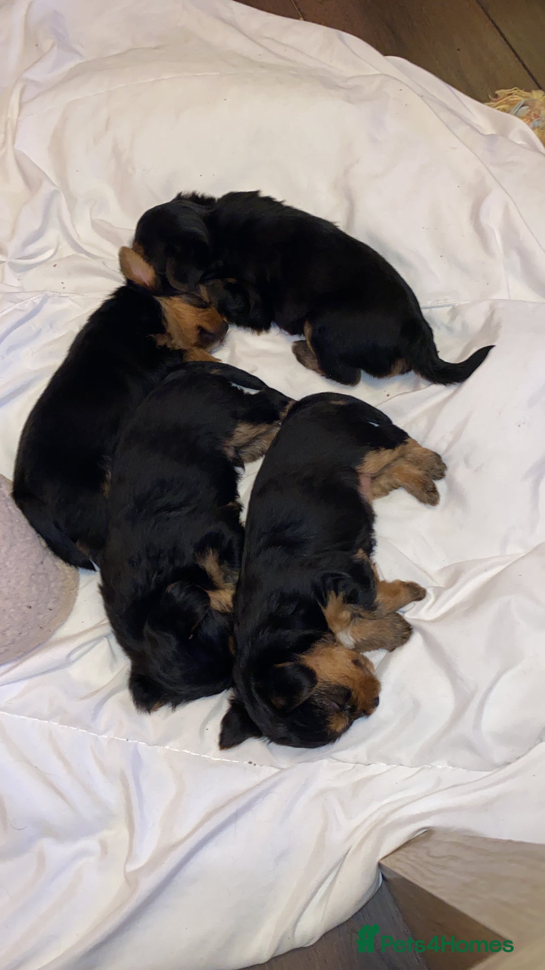Yorkshire Terrier dogs for sale: 2 Boys 2 Girls Yorkshire Terriers for sale - Advert 19