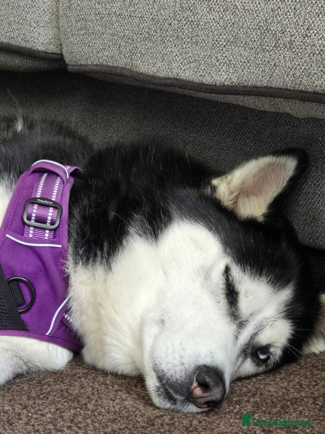 Siberian Husky dogs for sale: Siberian Husky  - Image 4