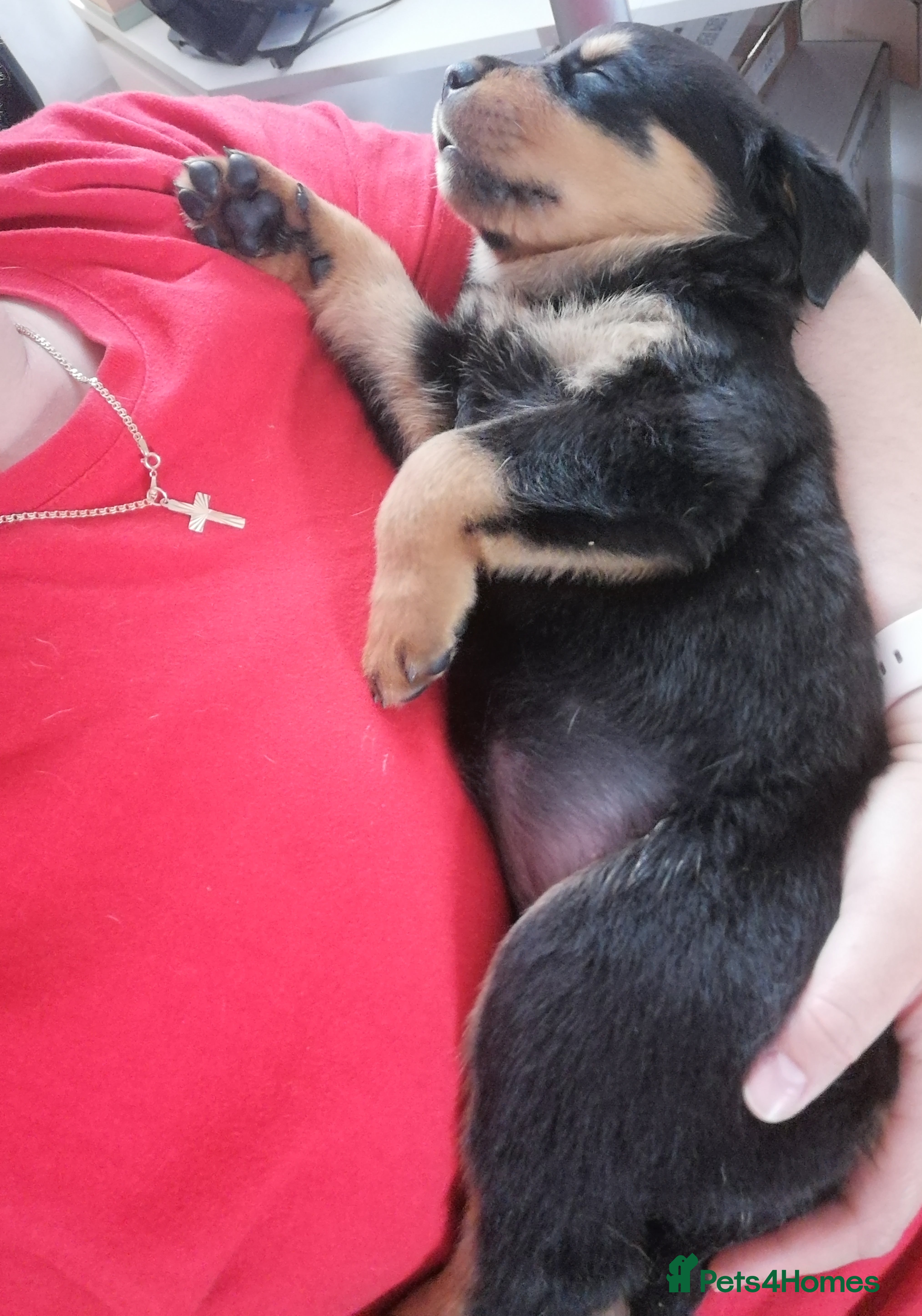 Rottweiler dogs Rottweiler puppies  in Luton - Advert 18