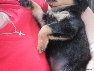 Rottweiler dogs Rottweiler puppies in Luton - Advert 18