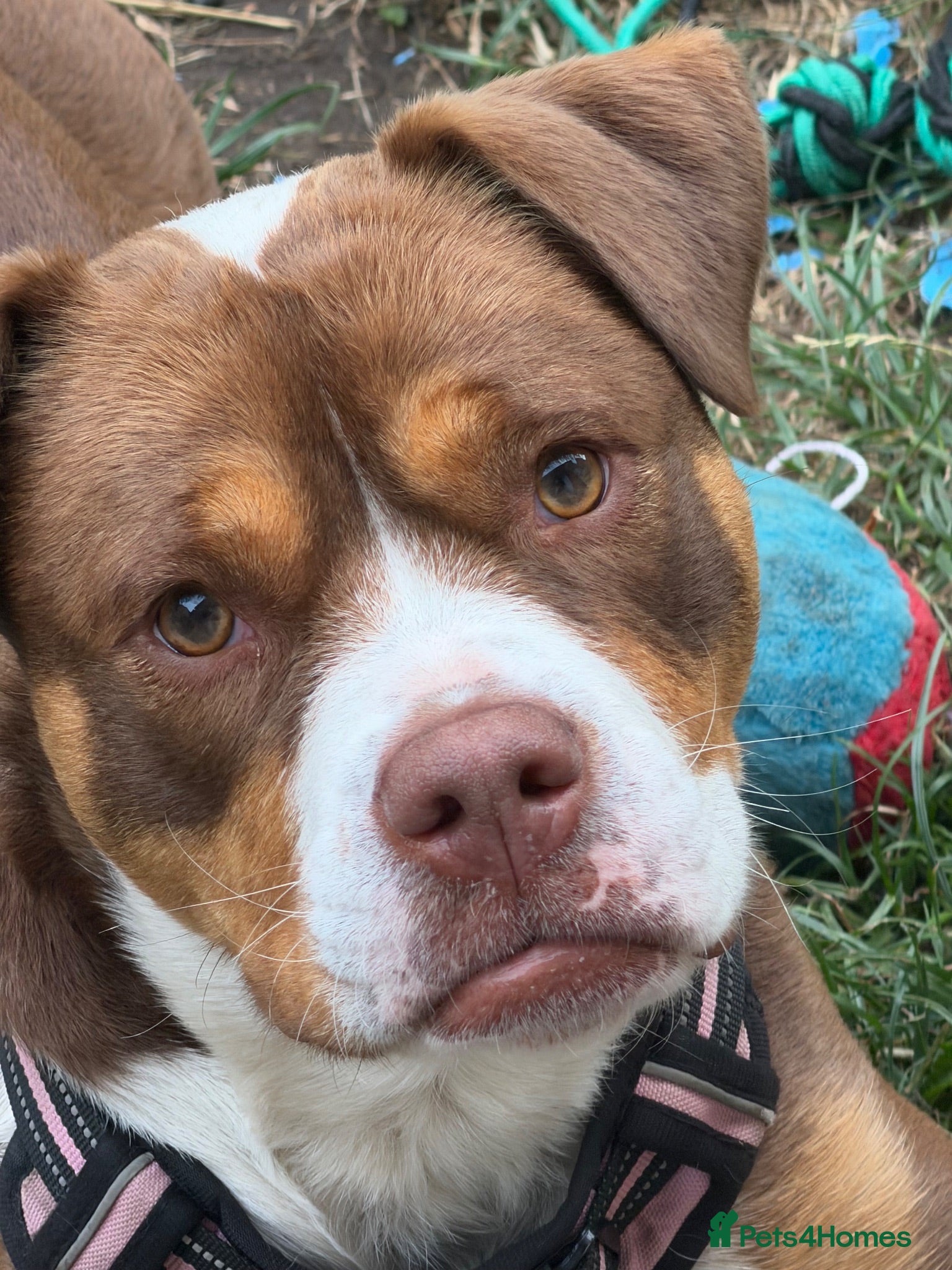 Mixed Breed dogs mixed breed xl bully & pitbull  - Advert 1