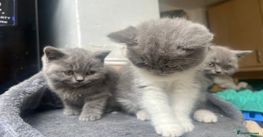 British Shorthair cats - Advert 8