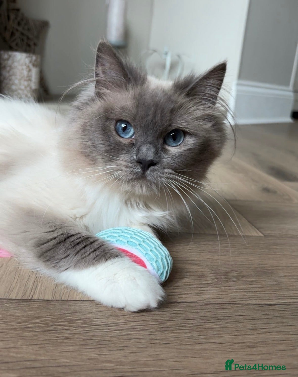 Ragdoll cats Beautiful 1yr old GCCF Female Ragdoll  - Advert 7