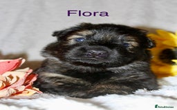 German Shepherd dogs for sale: German shepherd puppies  - Image 4