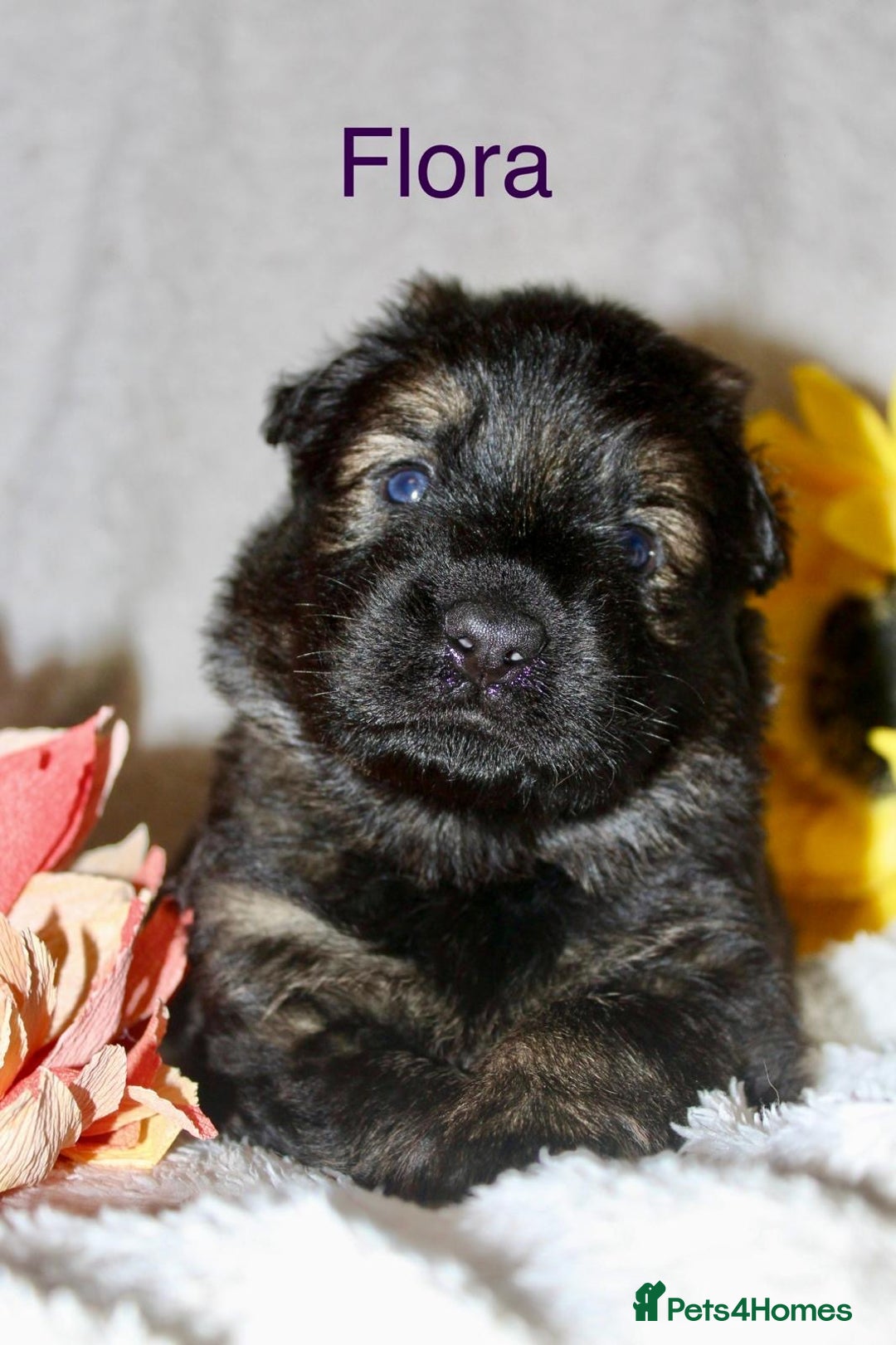 German Shepherd dogs for sale: German shepherd puppies  - Image 4
