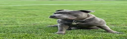 Staffordshire Bull Terrier dogs for stud: Aqua chop SPENCE🩸A SUPERB CH VALGLO BLOODLINE🩸 - Advert 17