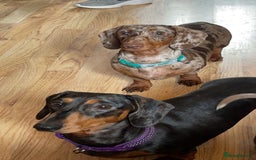 Miniature Dachshund dogs for sale: Two miniature dachshunds. Sister and brother  - Image 3