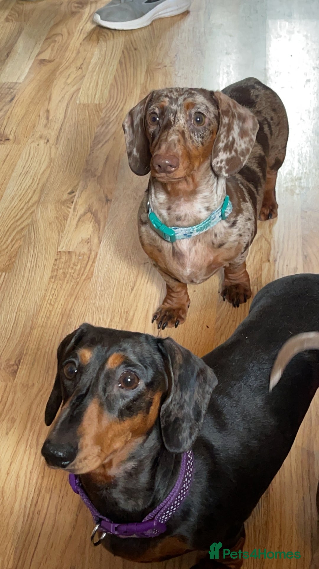 Miniature Dachshund dogs for sale: Two miniature dachshunds. Sister and brother  - Image 3
