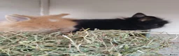 Lionhead rabbits for sale: Double maned lion head baby rabbits - Advert 7