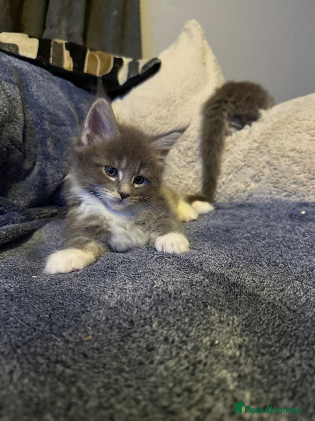 Maine Coon cats for sale: Full Maine coon kittens available  - Advert 5