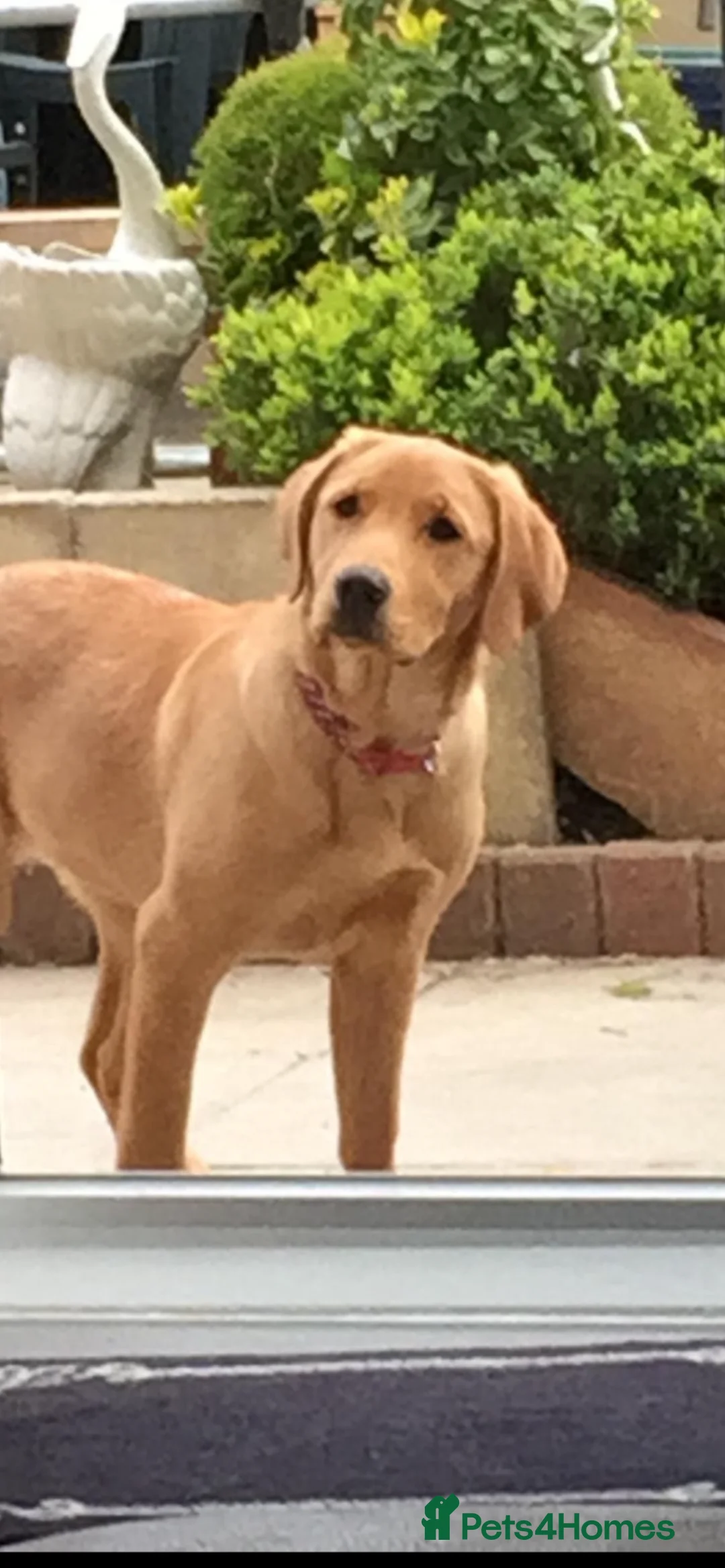 Labrador Retriever dogs for sale: Beautiful Labrador puppy’s  - Advert 1