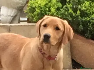 Labrador Retriever dogs Beautiful Labrador puppy’s - Advert 2