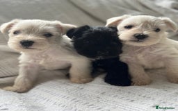 Miniature Schnauzer dogs for sale: Absolutely Stunning Healthy Mini Schnauzers  - Image 4