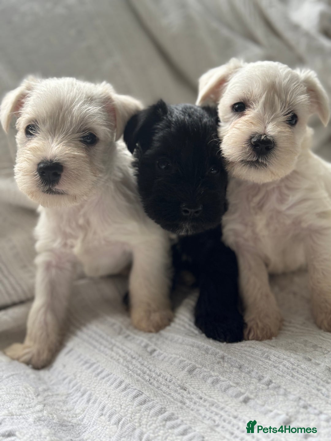Miniature Schnauzer dogs for sale: Absolutely Stunning Healthy Mini Schnauzers  - Image 4