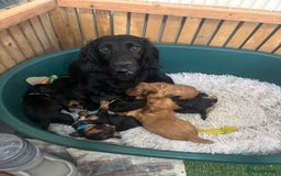 Cocker Spaniel dogs for sale: Beautiful working cocker boy - Image 5