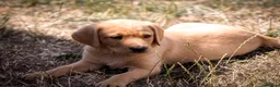 Labrador Retriever dogs for sale: Elite Litter: KC Registered Fox Red Labrador Pups - Advert 28