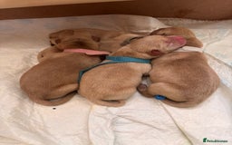 Labrador Retriever dogs for sale: Extensively health tested Labrador puppies - Image 14