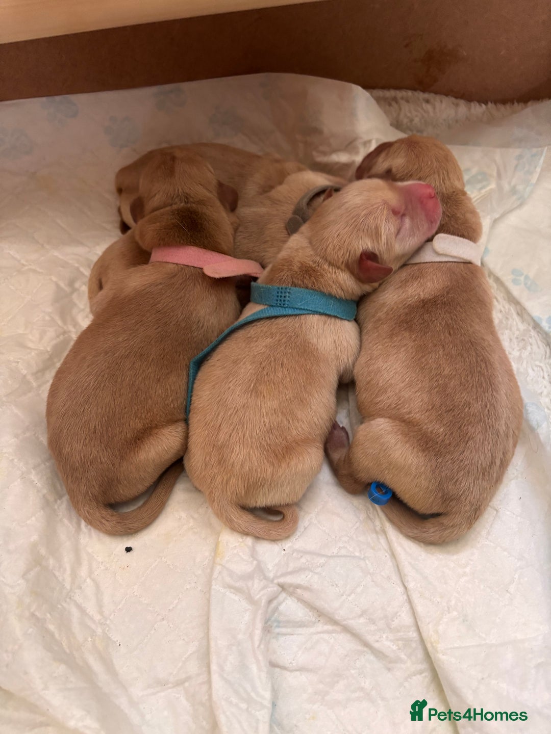 Labrador Retriever dogs for sale: Extensively health tested Labrador puppies - Image 14