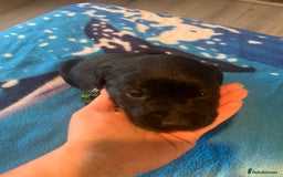 Labrador Retriever dogs for sale: Labrador puppys - Image 26