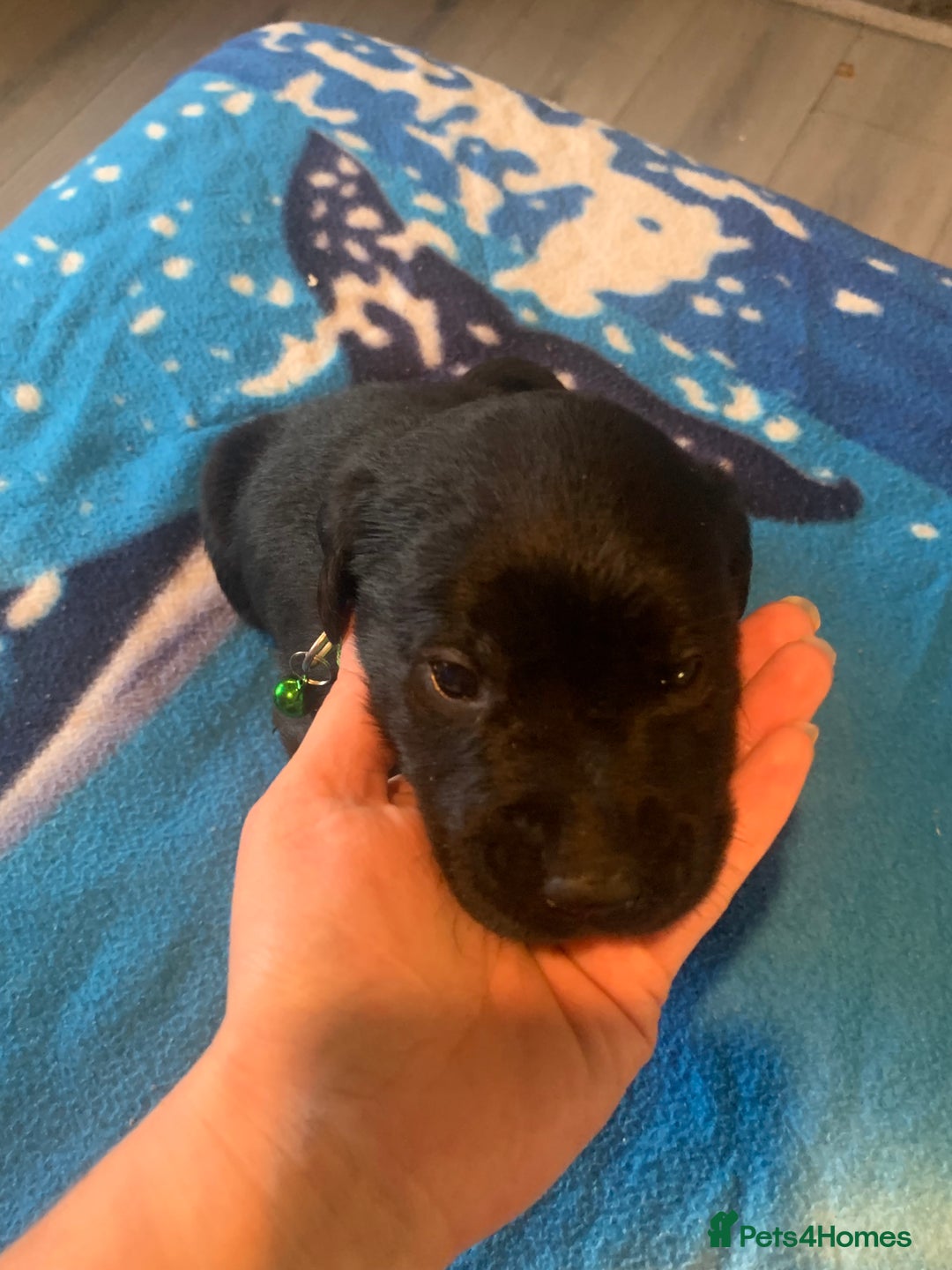 Labrador Retriever dogs for sale: Labrador puppys - Image 26