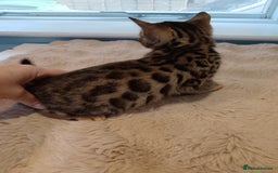 Bengal cats for sale: Tica RG F5 pure bengals - Image 16
