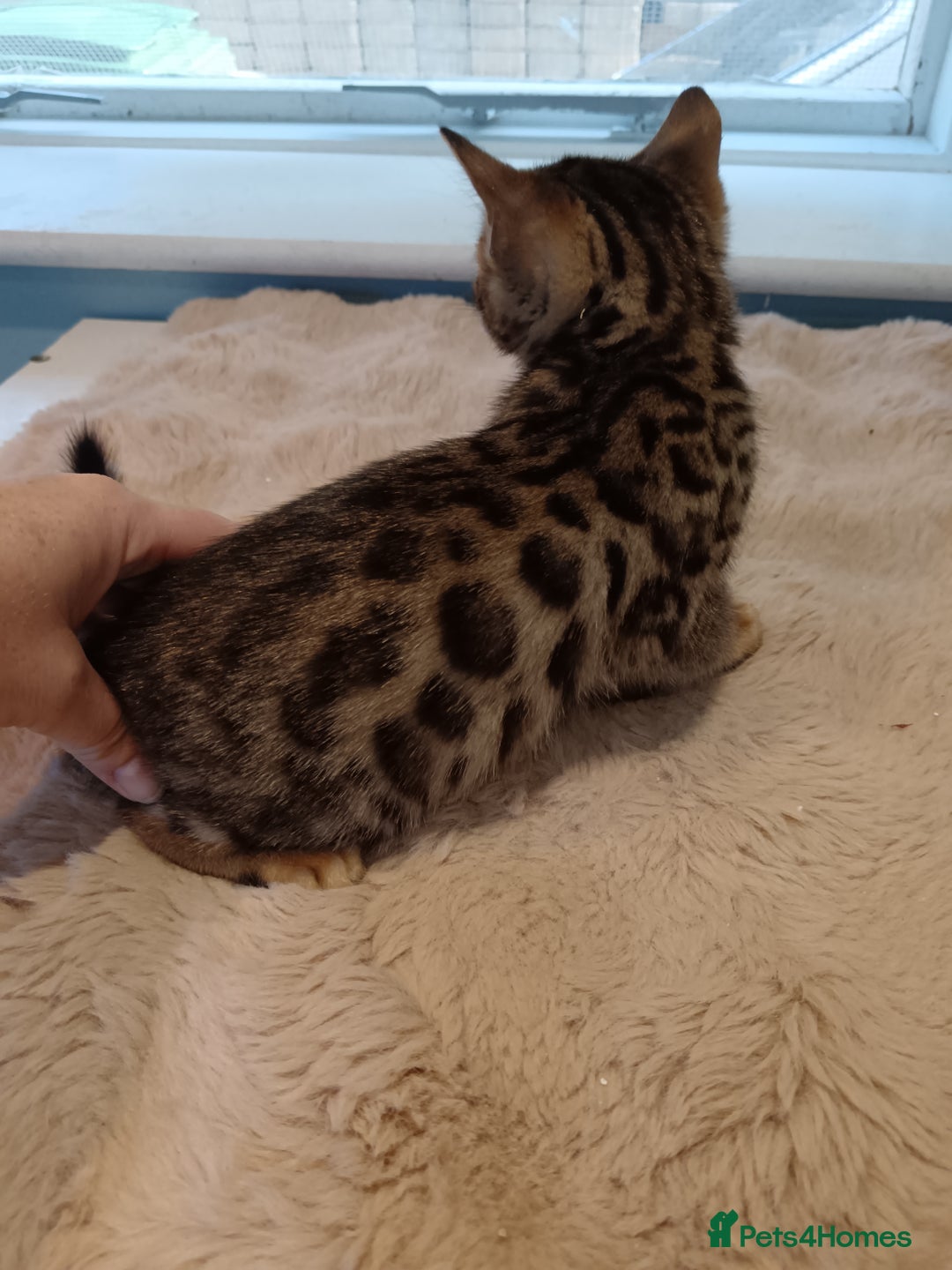 Bengal cats for sale: Tica RG F5 pure bengals - Image 16