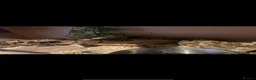 Snake reptiles for sale: Ball python  - Advert 5