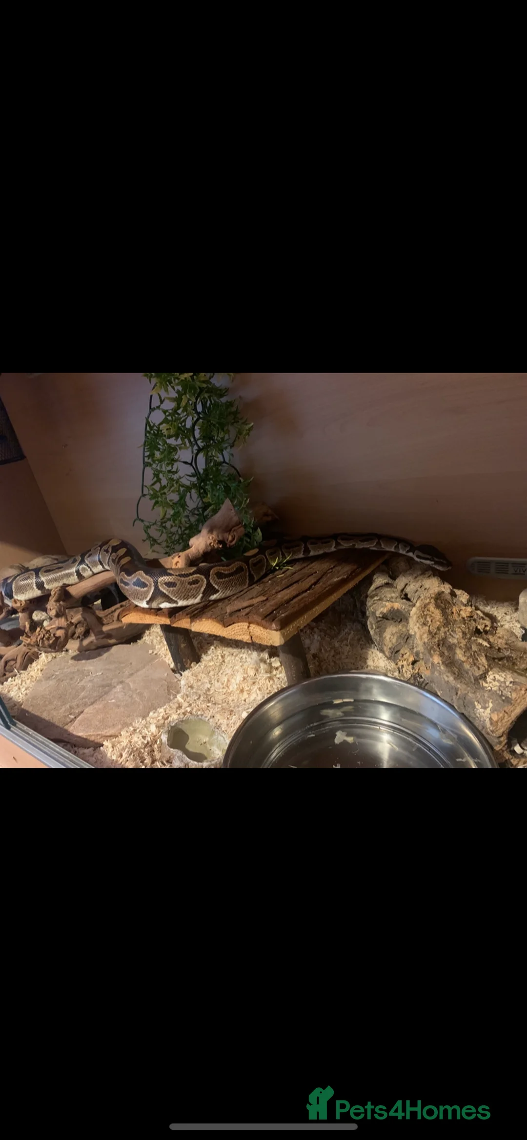 Snake reptiles for sale: Ball python  - Advert 5