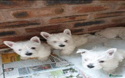 West Highland Terrier dogs for sale: West highland terrier puppies  - Image 3