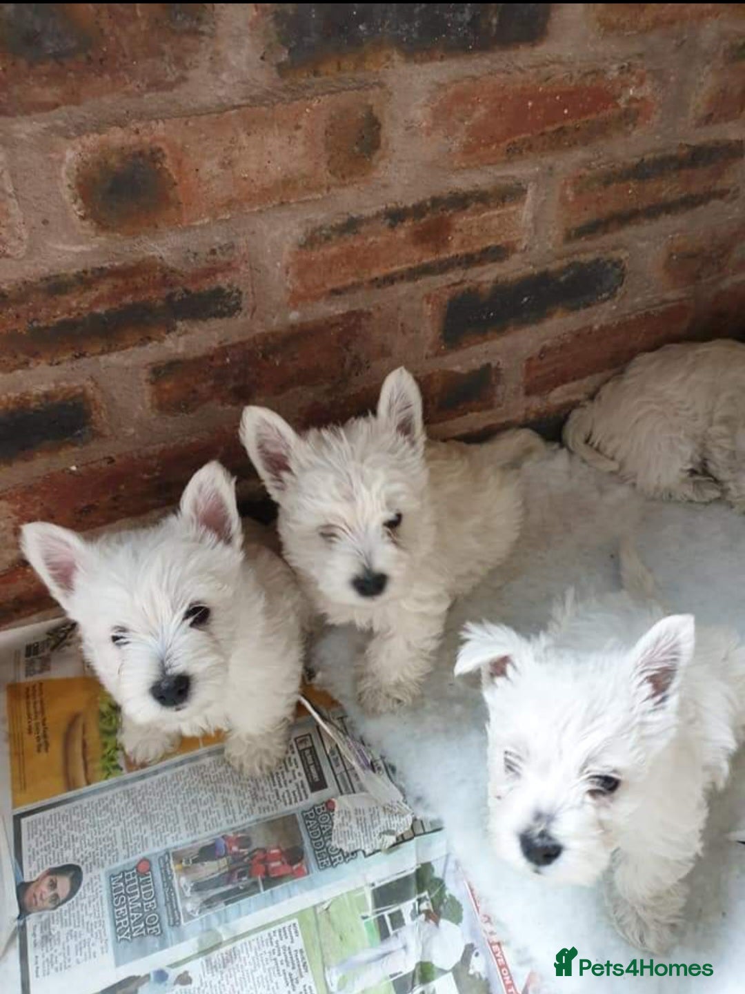 West Highland Terrier dogs for sale: West highland terrier puppies  - Image 3