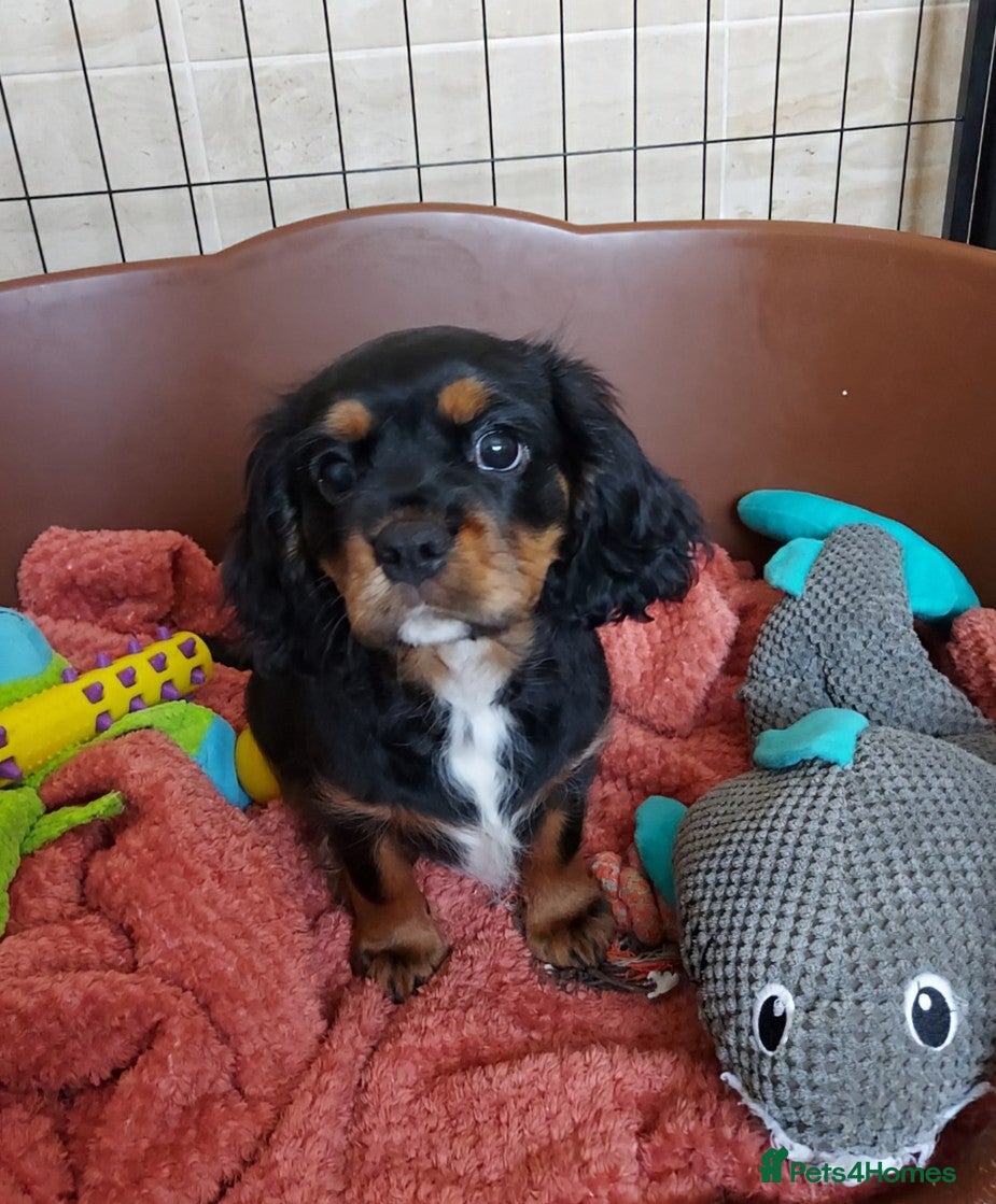 Cavalier King Charles Spaniel dogs LAST BOY !!! CKCS !!! ( DWKC REGISTERED)/DNA - Advert 7