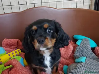 Cavalier King Charles Spaniel dogs LAST BOY !!! CKCS !!! ( DWKC REGISTERED)/DNA - Advert 7