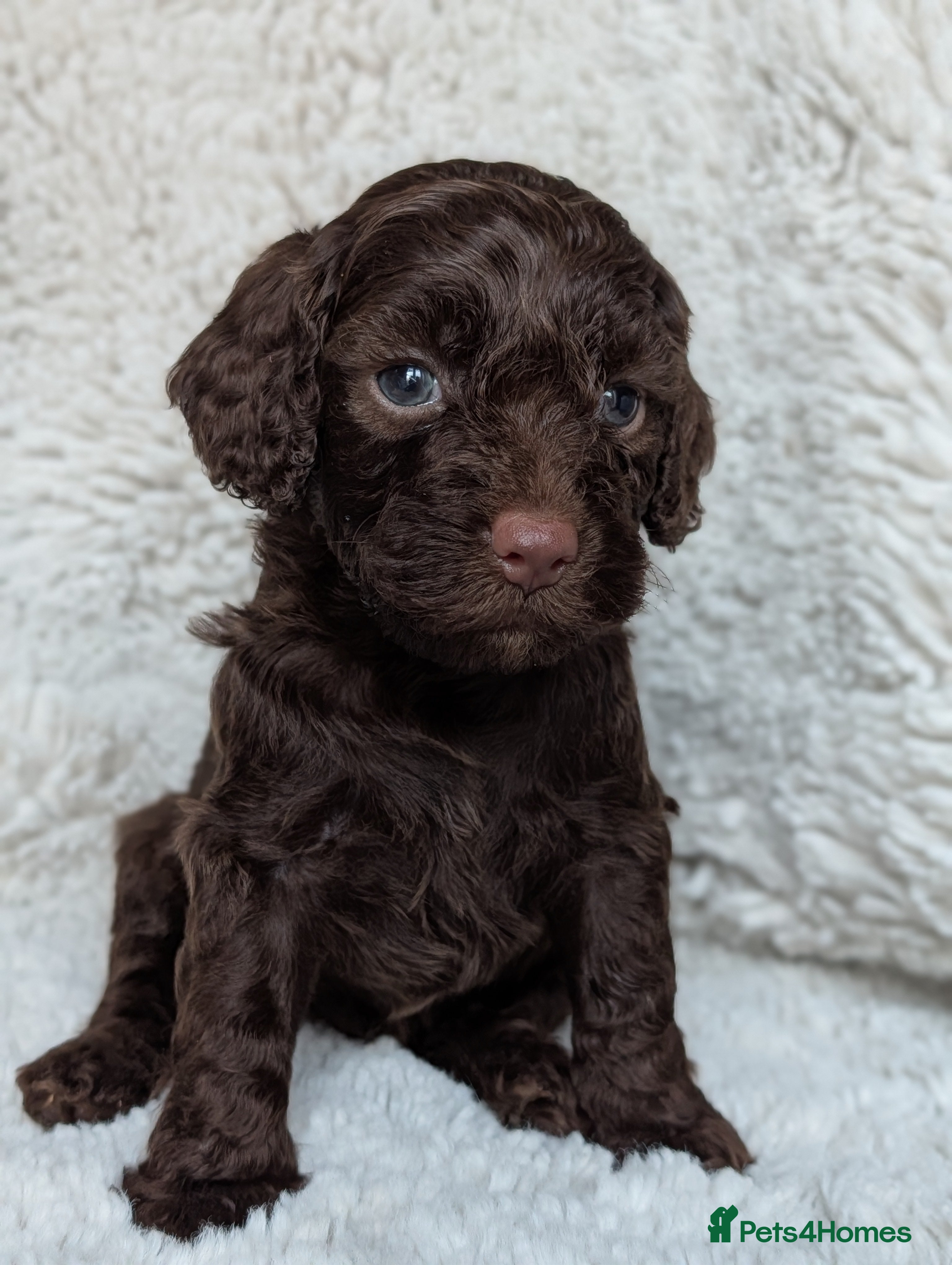 Cockapoo dogs PRA clear. 1 chocolate cockapoo boy left - Advert 3