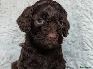 Cockapoo dogs PRA clear. 1 chocolate cockapoo boy left - Advert 3